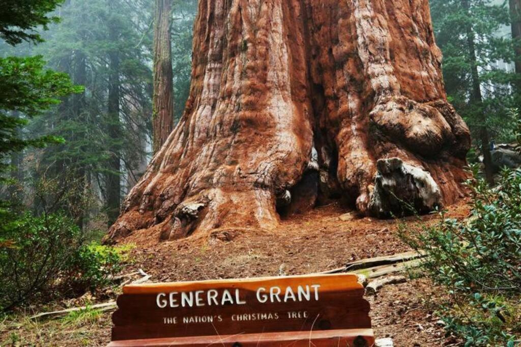 Sequoia Splendor, Inside Kings Canyon Np By Visitors Center Wilsonia Exterior foto