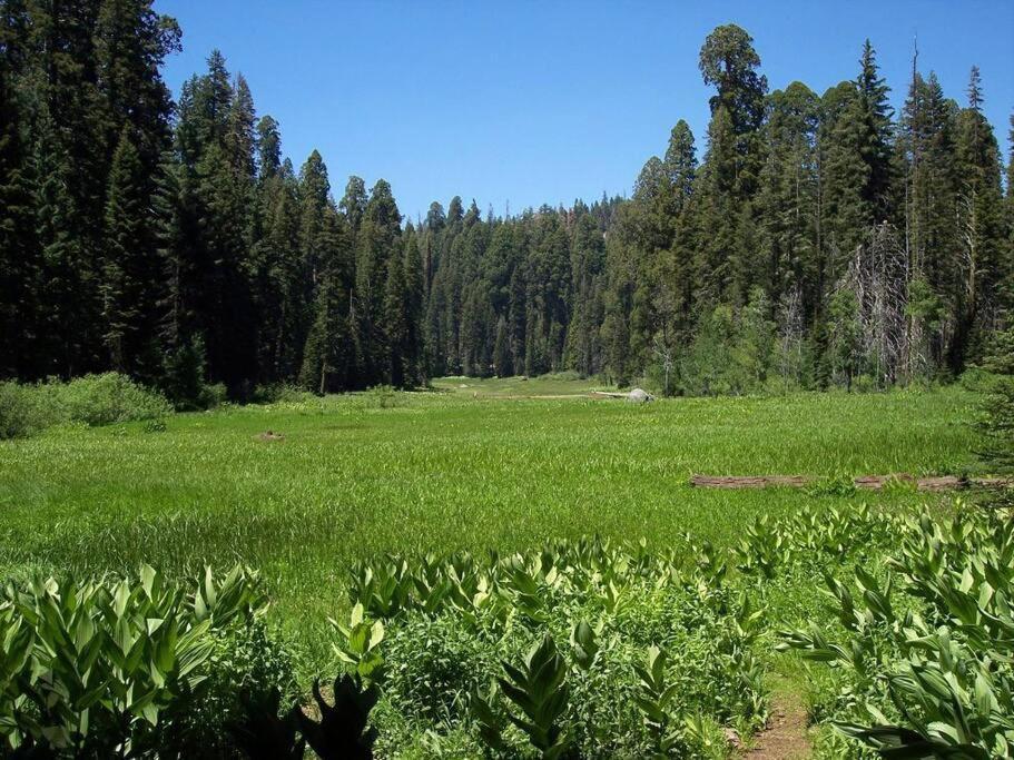 Sequoia Splendor, Inside Kings Canyon Np By Visitors Center Wilsonia Exterior foto